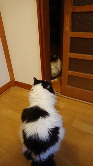 ミックス猫のシグマ