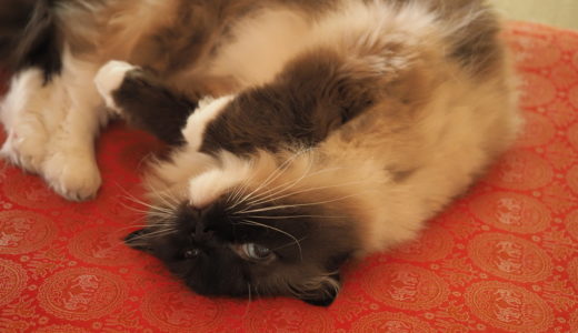 【楽しいカメラ生活】OM-D＆プロレンズで撮る猫の写真